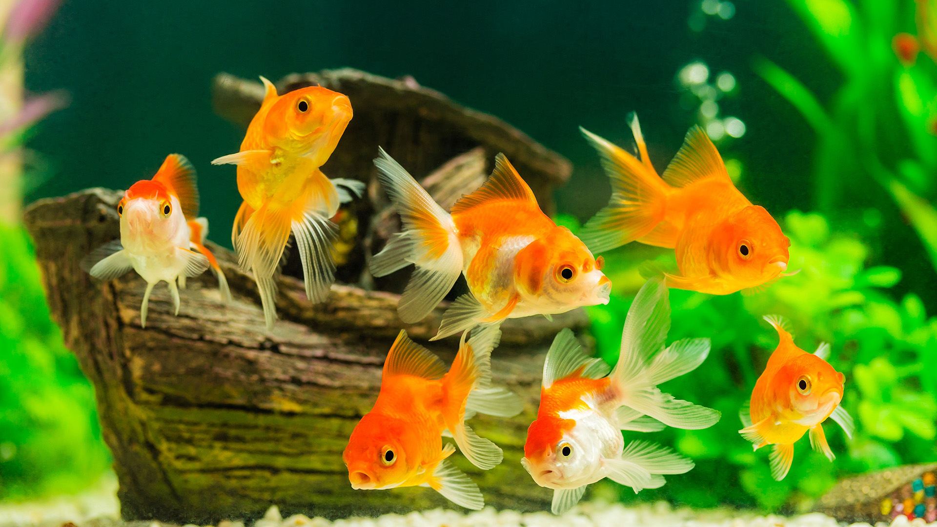 Acquari d'acqua dolce