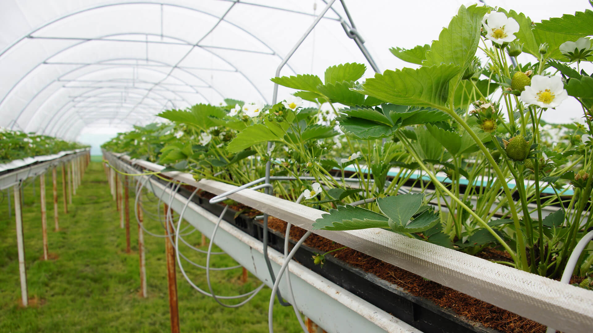 Coltivazione fragole