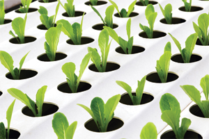 pHmetri per agricoltura